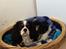 Cavalier king charles spaniel Cassiopeia Cavaliers Great Gatsby "Anton" <3