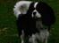 Cavalier king charles spaniel Cassiopeia Cavaliers Great Gatsby "Anton" <3
