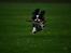 Cavalier king charles spaniel Cassiopeia Cavaliers Great Gatsby "Anton" <3