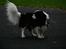 Cavalier king charles spaniel Cassiopeia Cavaliers Great Gatsby "Anton" <3