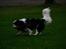 Cavalier king charles spaniel Cassiopeia Cavaliers Great Gatsby "Anton" <3