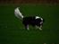 Cavalier king charles spaniel Cassiopeia Cavaliers Great Gatsby "Anton" <3