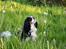 Cavalier king charles spaniel Cassiopeia Cavaliers Great Gatsby "Anton" <3