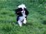 Cavalier king charles spaniel Cassiopeia Cavaliers Great Gatsby "Anton" <3