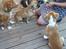 Nova scotia duck tolling retriever Coco