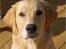 Golden retriever Carlo - Carlo 6 mdr - en alvorlig og yderst fornuftig ung mand ;)