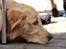 Golden retriever Carlo