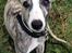 Whippet Peregrinus' Amazing Aston Martin