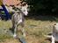 Whippet Peregrinus' Amazing Aston Martin