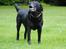Labrador retriever Newton <3 - Søde Newton kigger på flyvemaskiner <3