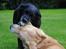 Labrador retriever Newton <3 - Han finder sig i det meste, men engang imellem må der sættes grænser :-D