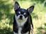 Chihuahua Chihuanas Blueberry Yum Yum - Evee - Sommeren 2015 - smukke lille Grå <3