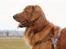 Hovawart Balou