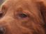 Hovawart Balou