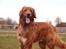 Hovawart Balou