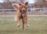 Hovawart Balou