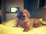 Hovawart Balou