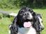 Engelsk springer spaniel Puk