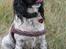 Engelsk springer spaniel Puk