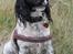 Engelsk springer spaniel Puk