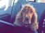 Cocker spaniel chanel (R.I.P. SMUKKE HUND