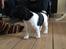 Field Trial Springer Spaniel Bobby