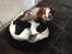 Field Trial Springer Spaniel Bobby