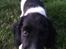 Field Trial Springer Spaniel Bobby