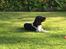 Field Trial Springer Spaniel Bobby