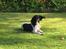 Field Trial Springer Spaniel Bobby