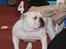 Engelsk bulldog Nala R.i.p D 22/7-2017 - Nalas mor