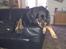Rottweiler Von Hause Nomis Irina (Kikki)