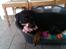 Rottweiler Von Hause Nomis Irina (Kikki)