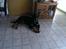 Rottweiler Von Hause Nomis Irina (Kikki)