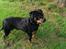 Rottweiler Von Hause Nomis Irina (Kikki)