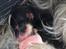 Biewer yorkshire terrier LULU