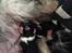 Biewer yorkshire terrier LULU