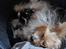 Biewer yorkshire terrier LULU