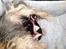 Biewer yorkshire terrier LULU
