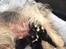 Biewer yorkshire terrier LULU