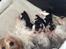 Biewer yorkshire terrier LULU