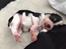 Biewer yorkshire terrier LULU