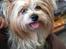 Biewer yorkshire terrier LULU