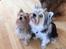 Biewer yorkshire terrier LULU