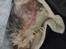 Biewer yorkshire terrier LULU