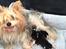 Biewer yorkshire terrier LULU