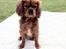 Cavalier king charles spaniel Charlie