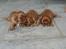 Cavalier king charles spaniel Charlie