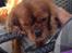 Cavalier king charles spaniel Charlie