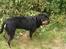 Rottweiler Von Hause Nomis Irina (Kikki)